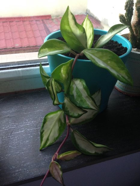 Hoya Tricolor - Alte plante