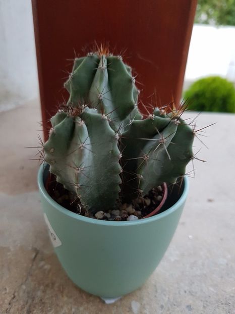 Stenocereus pruinosus - Cactusi si plante suculente 2017-2018-2019