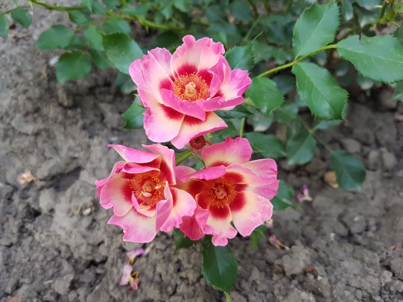  - 2 trandafiri 2017 II