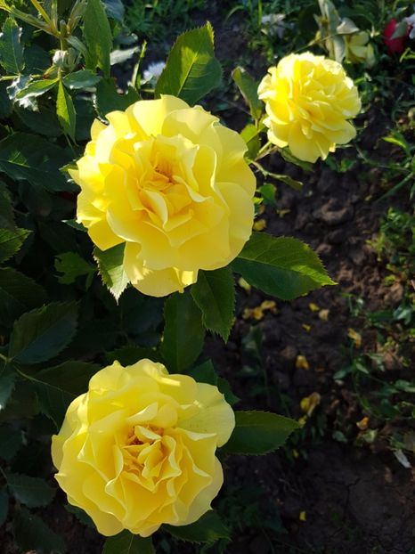  - 2 trandafiri 2017 II