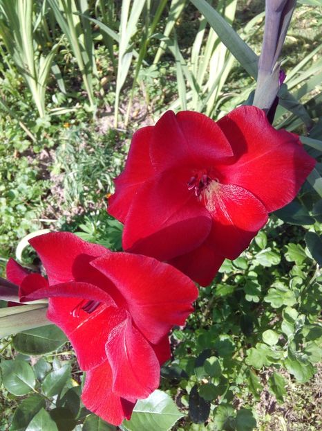  - AAAA_GLADIOLE 2015_2017_2018_2019