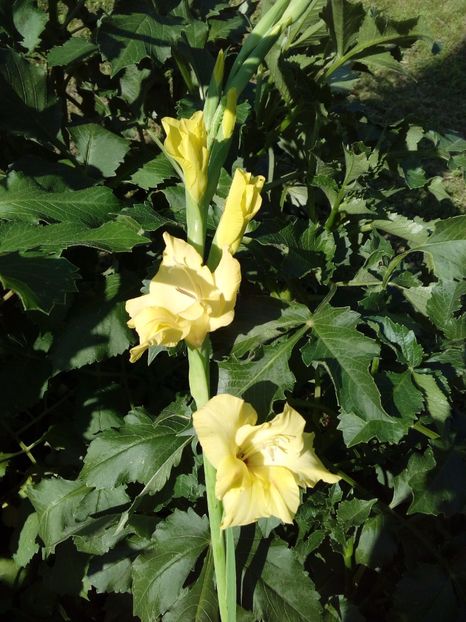  - AAAA_GLADIOLE 2015_2017_2018_2019