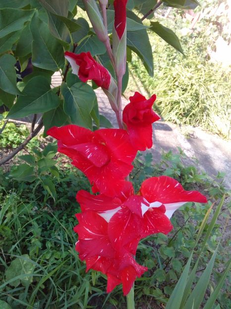  - AAAA_GLADIOLE 2015_2017_2018_2019