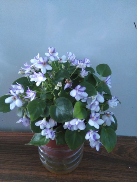  - 1-A-Violete 2017