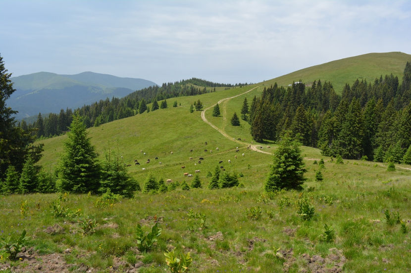 peisaj pastoral - 6 - Diverse