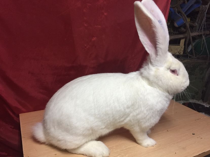 7 luni - RO 417-12616