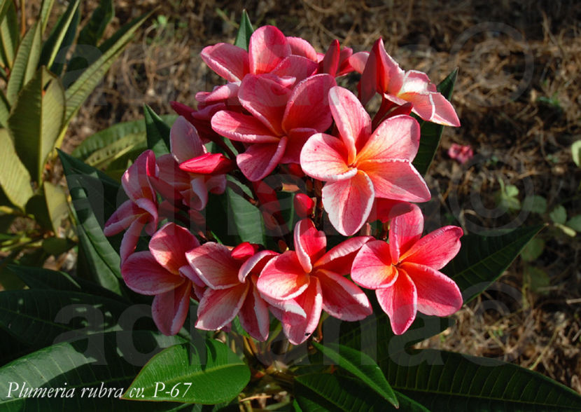 P-67 - Plumeria Frangipani Rubra