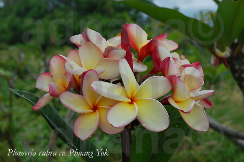 Phuang Yok - Plumeria Frangipani Rubra