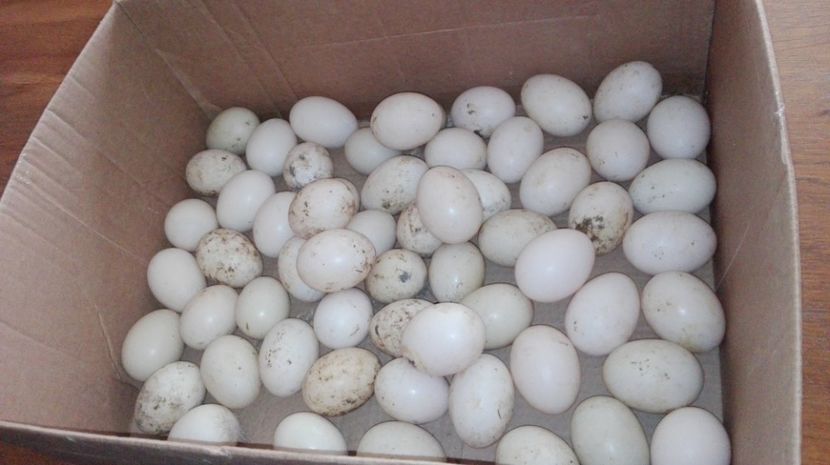  - De vânzare oua de rațe lesesti
