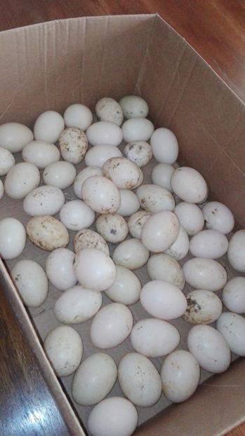  - De vânzare oua de rațe lesesti