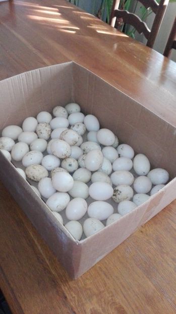  - De vânzare oua de rațe lesesti