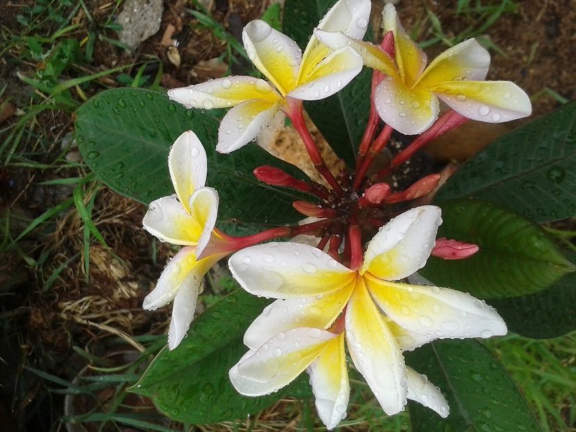 12.07.2017 - MARIA GAROFANO