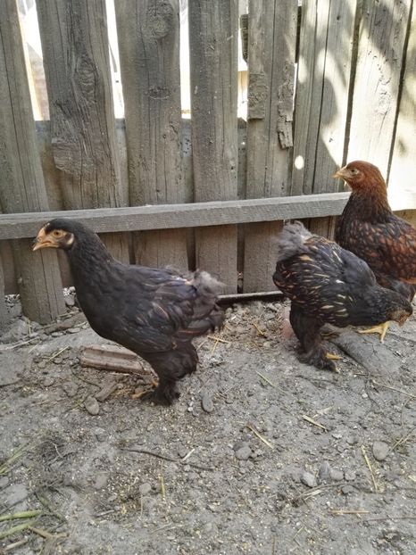  - Cochinchina urias auriu 2017