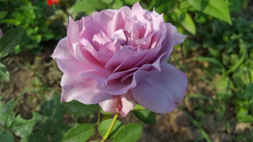  - Kordes - Novalis rose