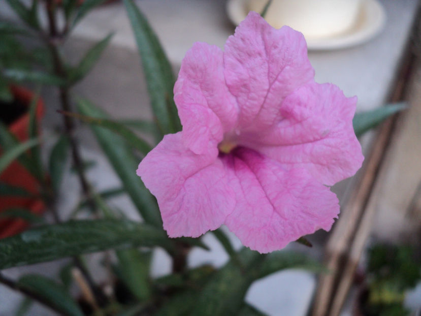 Ruellia,prima floare... - Vara