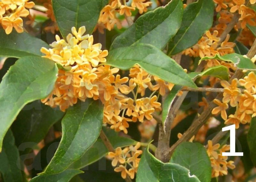  - Maslinul parfumat - Osmanthus fragrans