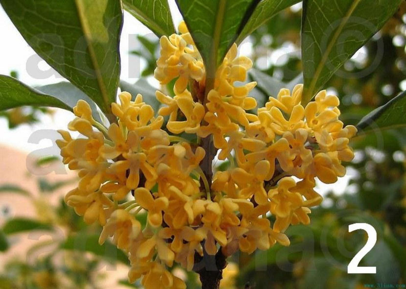  - Maslinul parfumat - Osmanthus fragrans