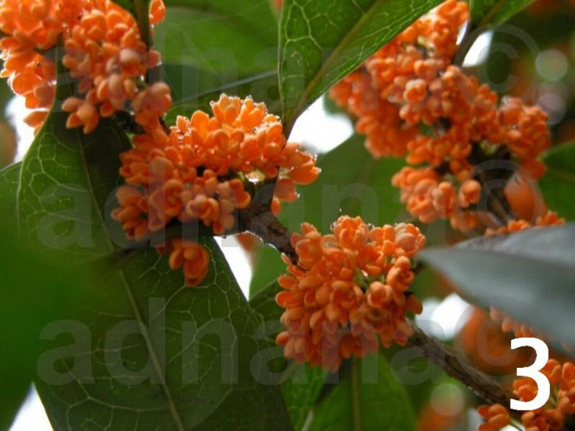  - Maslinul parfumat - Osmanthus fragrans