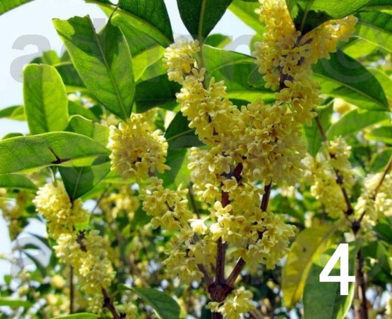  - Maslinul parfumat - Osmanthus fragrans