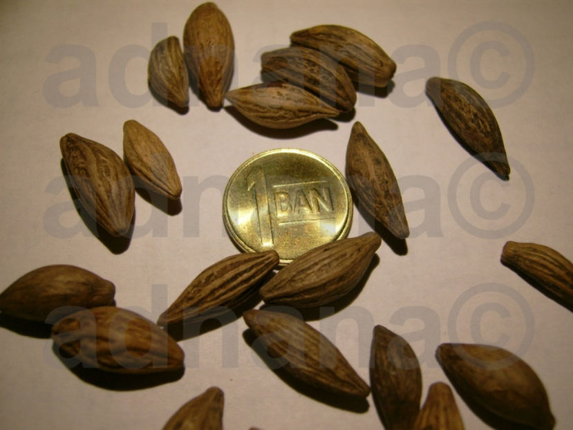 Seminte seeds Maslinul parfumat (Osmanthus fragrans) - Maslinul parfumat - Osmanthus fragrans