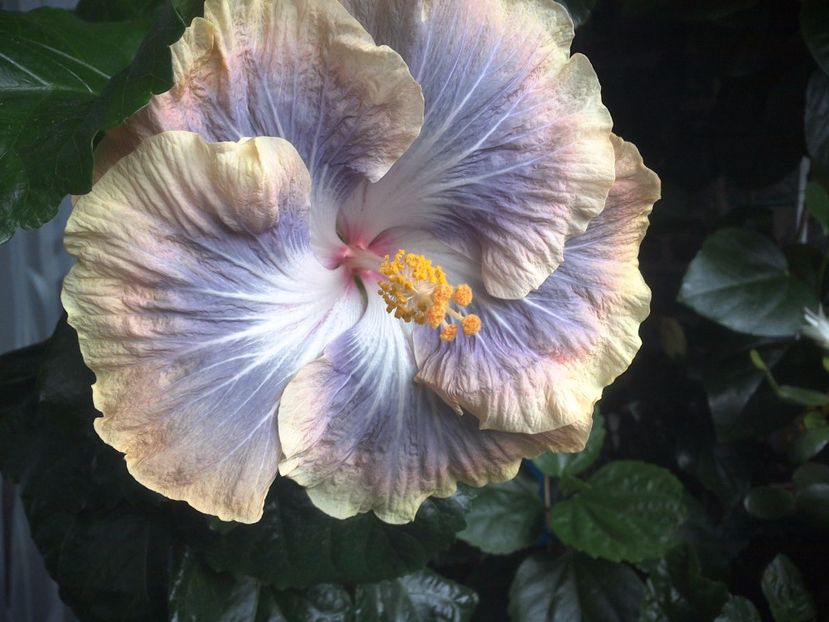 WIN_20170711_184801 - Silver Memories