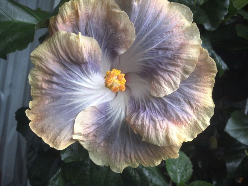 WIN_20170711_184811 - Silver Memories