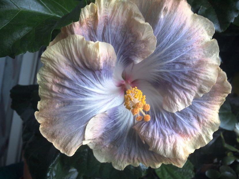 WIN_20170711_184819 - Silver Memories