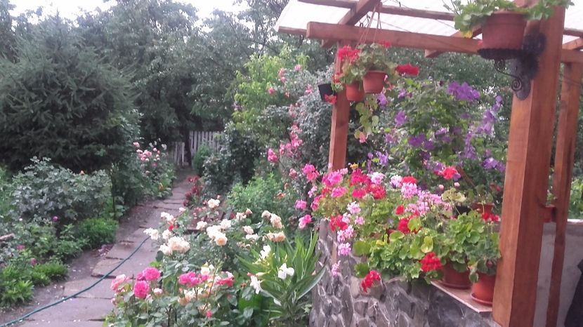  - 2017 gradina