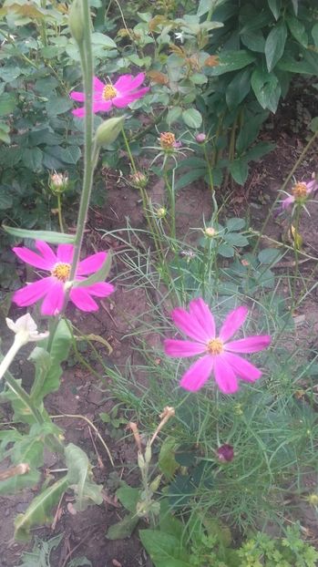  - 2017 gradina