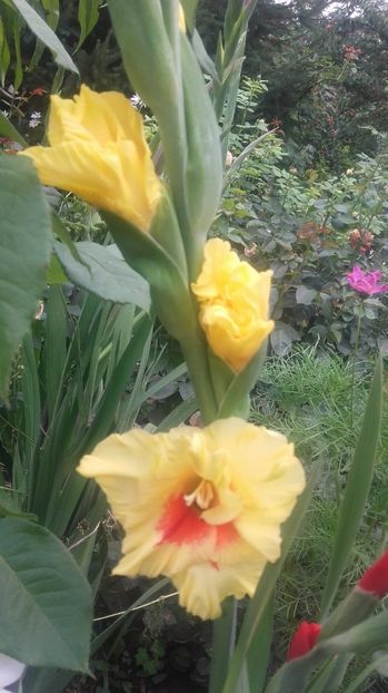  - 2017 gradina