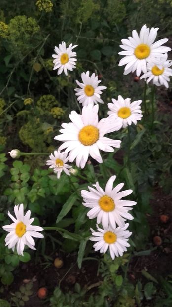  - 2017 gradina