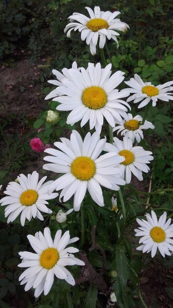  - 2017 gradina