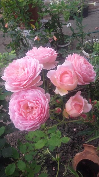  - jubilee celebration