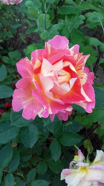  - rose des cisterciens