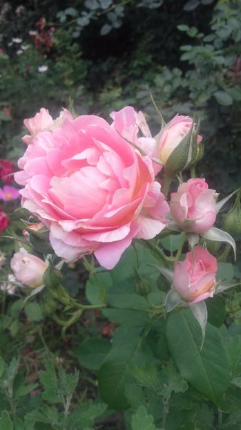  - rose des cisterciens