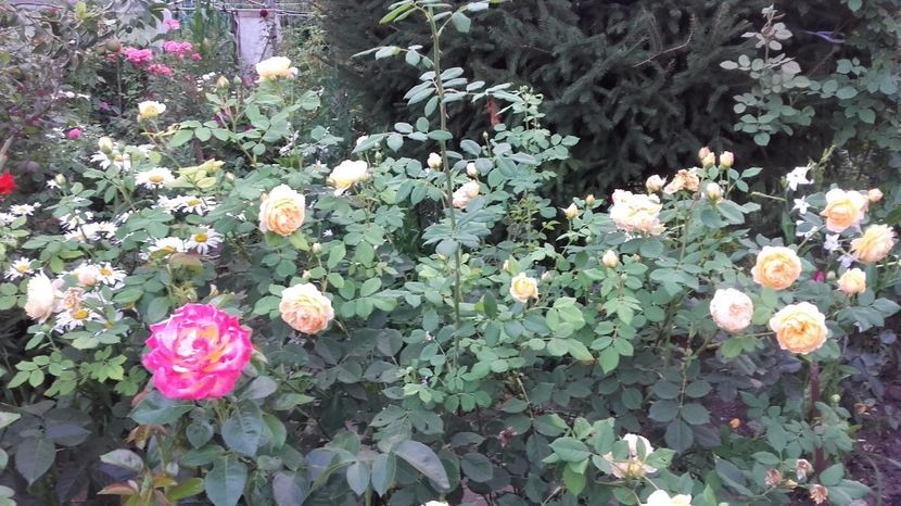  - Golden Celebration