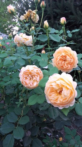  - Golden Celebration