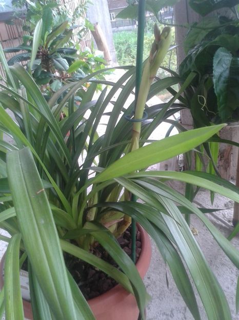 12.07.2017 - Cymbidium