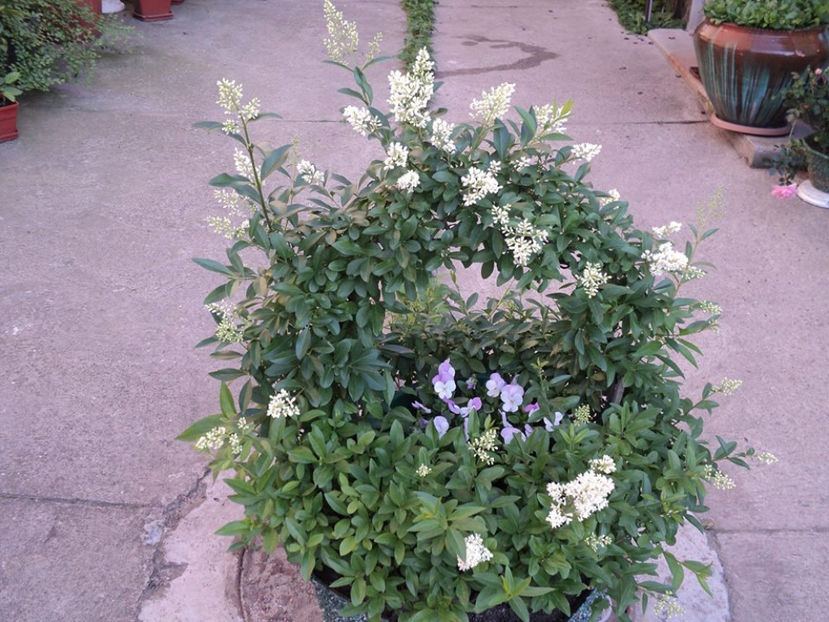 ligustrum ,iunie 2017 ,inflorit... - CURTE SI GRĂDINĂ