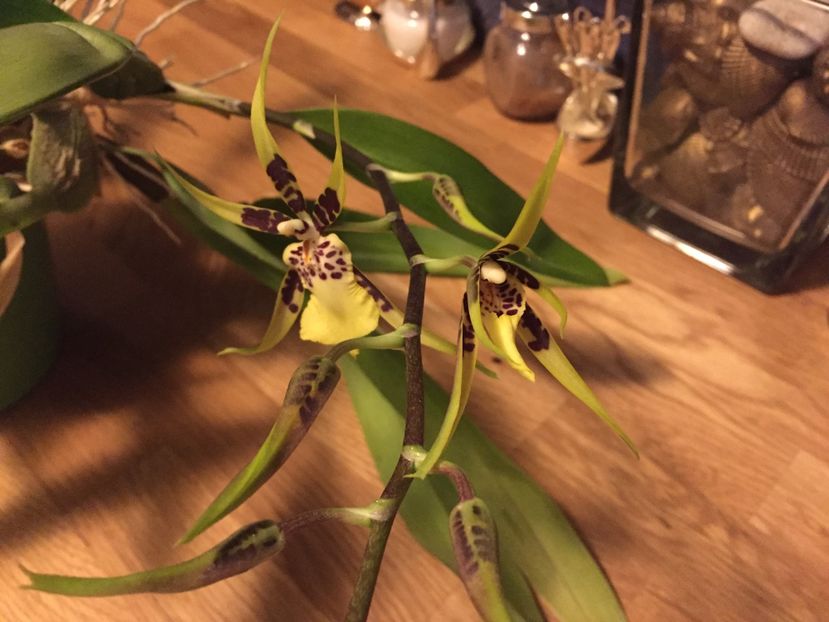 5 iulie 2017 - BRASSIA