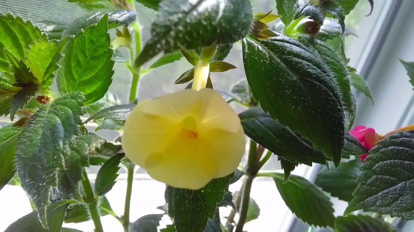 P_20170712_122052_HDR - Achimenes