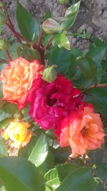  - Trandafiri-2 anul 2017