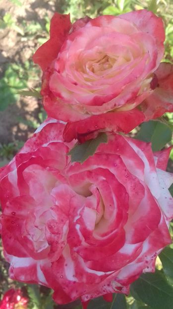  - Trandafiri-2 anul 2017