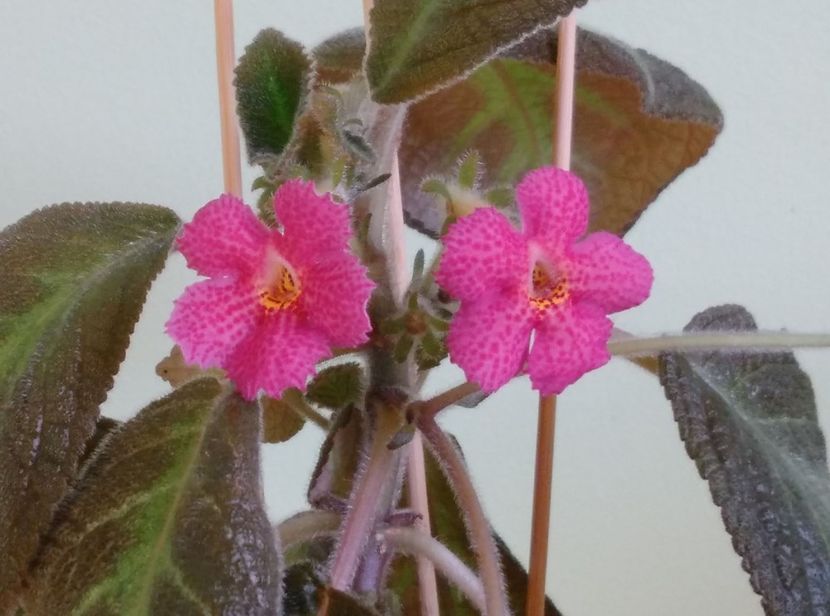 Flori episcia Jim s Canadian Sunset - 1- 1-DISPONIBILE - plante de vanzare 2018