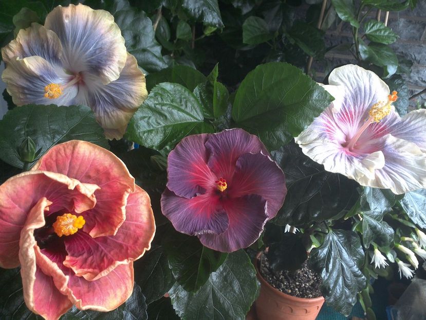 WIN_20170712_111300 - 03Hibiscus