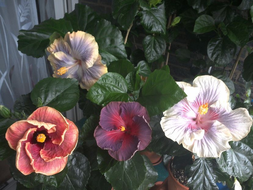 WIN_20170712_111211 - 03Hibiscus