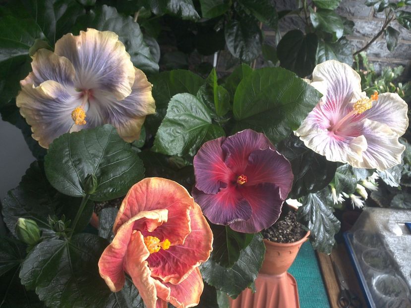 WIN_20170712_111234 - 03Hibiscus