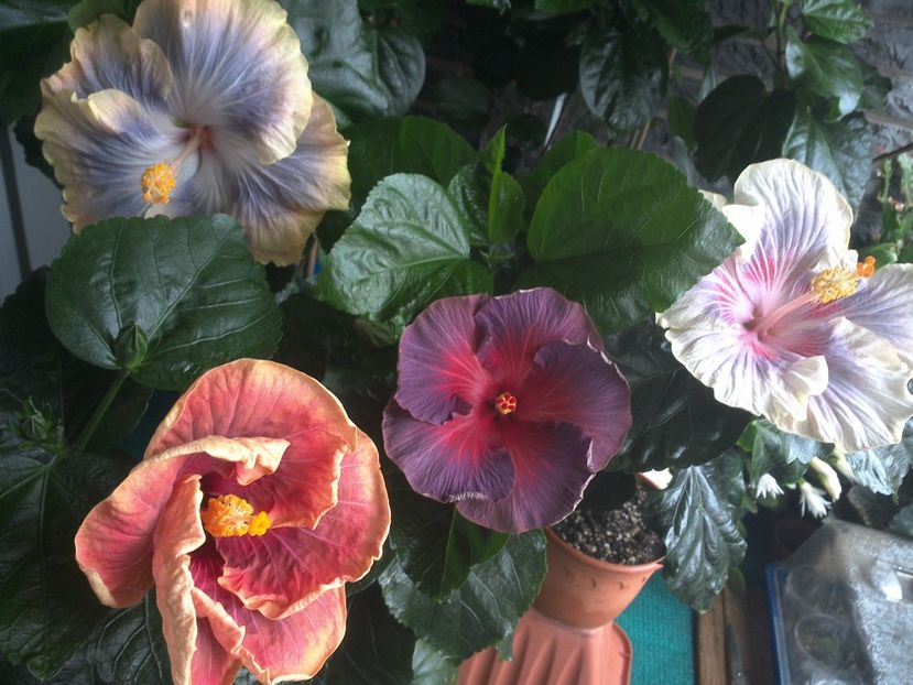 WIN_20170712_111242 - 03Hibiscus