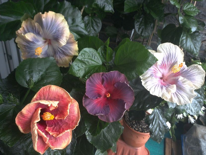 WIN_20170712_111254 - 03Hibiscus