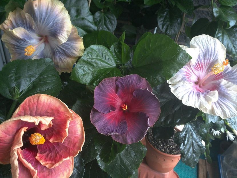 WIN_20170712_111257 - 03Hibiscus